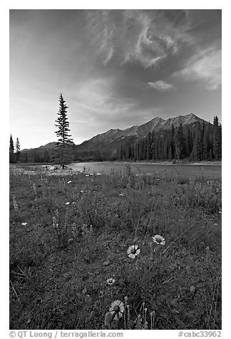 Sunflowers, Kootenay River, and Mitchell Range, sunset. Kootenay National Park, Canadian Rockies, British Columbia, Canada (black and white)