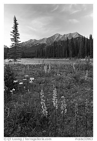 Yellow flowers, Kootenay River, and Mitchell Range, sunset. Kootenay National Park, Canadian Rockies, British Columbia, Canada (black and white)