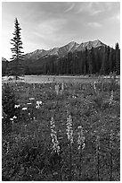 Yellow flowers, Kootenay River, and Mitchell Range, sunset. Kootenay National Park, Canadian Rockies, British Columbia, Canada (black and white)