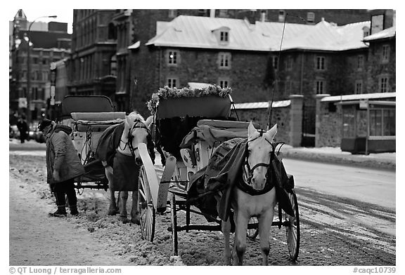 Horse carriage in winter, Montreal. Quebec, Canada