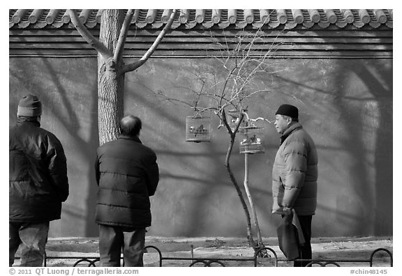 Bird market along red wall. Beijing, China (black and white)