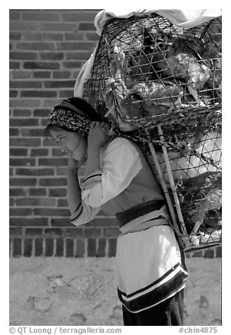 Woman carrying a load of chicken cages on forehead. Shaping, Yunnan, China (black and white)