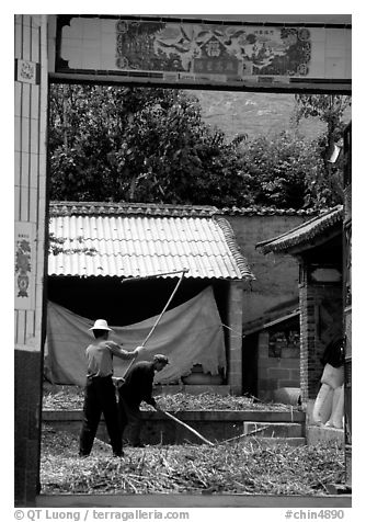 Men extract grains in a farm courtyard. Shaping, Yunnan, China