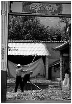 Men extract grains in a farm courtyard. Shaping, Yunnan, China ( black and white)