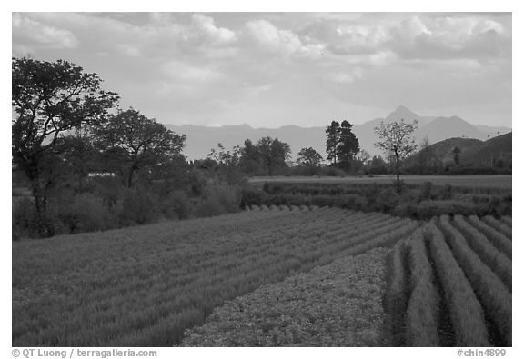 Fields. Baisha, Yunnan, China (black and white)