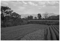 Fields. Baisha, Yunnan, China ( black and white)