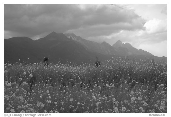 Fields with yellow mustard, below the Jade Dragon mountains. Baisha, Yunnan, China (black and white)