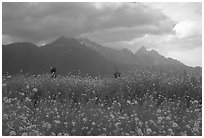 Fields with yellow mustard, below the Jade Dragon mountains. Baisha, Yunnan, China (black and white)