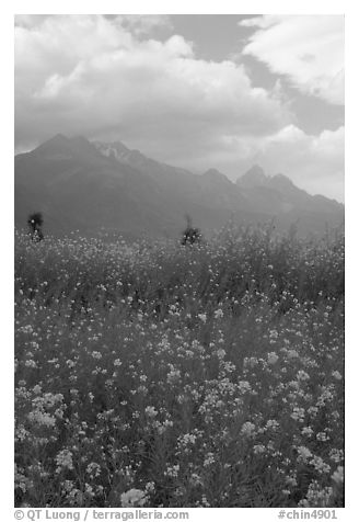 Fields with yellow mustard, below the Jade Dragon mountains. Baisha, Yunnan, China