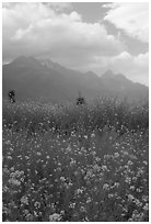 Fields with yellow mustard, below the Jade Dragon mountains. Baisha, Yunnan, China ( black and white)