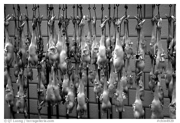 Roasted ducks for sale. Kunming, Yunnan, China (black and white)