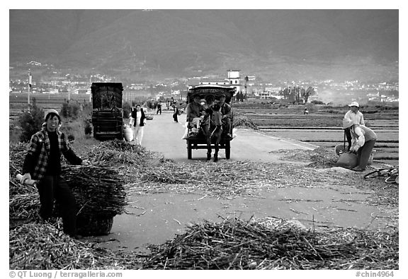 Grain being layed out on a country road (threshing). Dali, Yunnan, China (black and white)