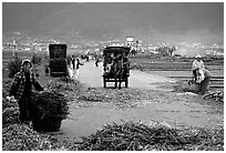 Grain being layed out on a country road (threshing). Dali, Yunnan, China (black and white)