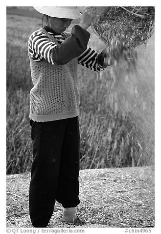 Woman sorts grain from hulls by pouring from a basket (winnowing). Dali, Yunnan, China