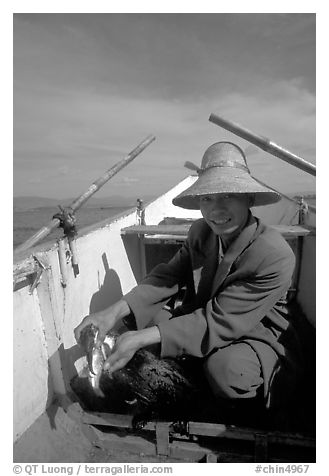 Cormorant fisherman recovers a fish from the throat of one of his birds. Dali, Yunnan, China (black and white)