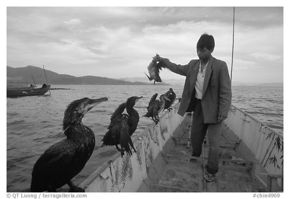 Cormorant fisherman regroups his birds at the end of fishing session. Dali, Yunnan, China (black and white)