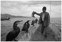 Cormorant fisherman regroups his birds at the end of fishing session. Dali, Yunnan, China (black and white)