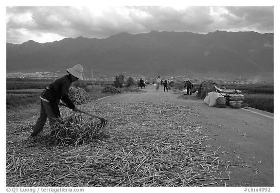 Grain layed out on a country road. Dali, Yunnan, China (black and white)