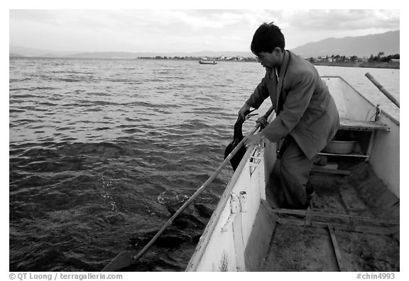 Cormorant fisherman catches one of his birds to retrieve the fish it caught. Dali, Yunnan, China