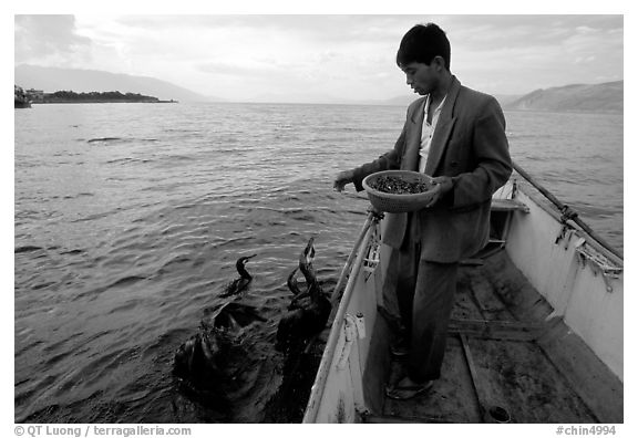 Cormorant fisherman feeds small fish to his birds as a prize for catching large fish. Dali, Yunnan, China (black and white)