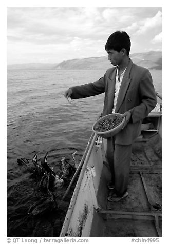 Cormorant fisherman feeds small fish to his birds as a prize for catching large fish. Dali, Yunnan, China