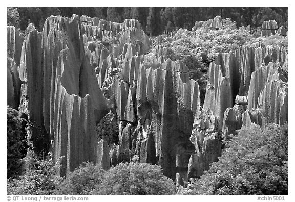 Trees and grey limestone pillars of the Stone Forest, split by rainwater. Shilin, Yunnan, China (black and white)