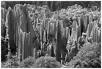 Trees and grey limestone pillars of the Stone Forest, split by rainwater. Shilin, Yunnan, China (black and white)