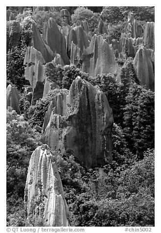 Trees and grey limestone pillars of the Stone Forest, eroded into fanciful forms. Shilin, Yunnan, China (black and white)