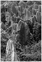 Trees and grey limestone pillars of the Stone Forest, eroded into fanciful forms. Shilin, Yunnan, China (black and white)