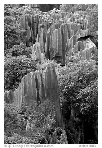 Details of maze of grey limestone pinnacles of the Stone Forst. Shilin, Yunnan, China (black and white)