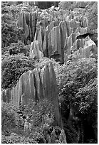 Details of maze of grey limestone pinnacles of the Stone Forst. Shilin, Yunnan, China (black and white)