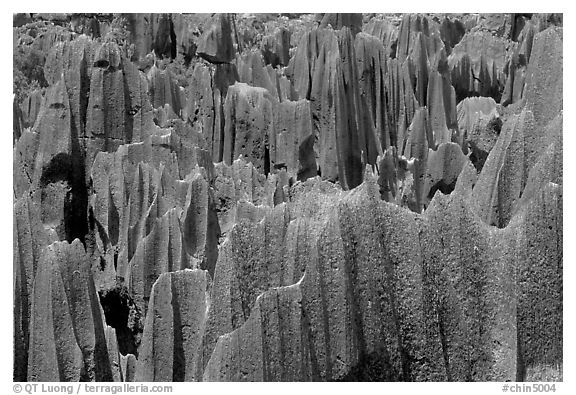 Maze of grey limestone pinnacles and peaks of the Stone Forst. Shilin, Yunnan, China (black and white)