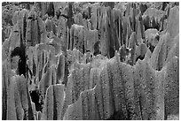 Maze of grey limestone pinnacles and peaks of the Stone Forst. Shilin, Yunnan, China (black and white)