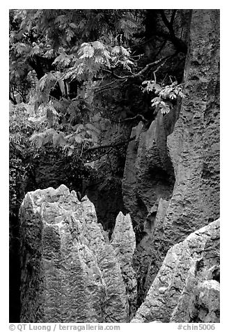 Details of grey limestone pinnacles of the Stone Forst. Shilin, Yunnan, China (black and white)