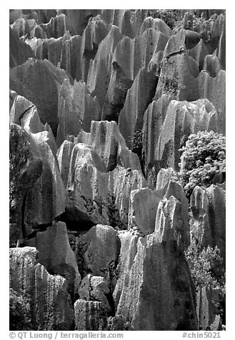 Grey limestone pillars of the Stone Forest. Shilin, Yunnan, China