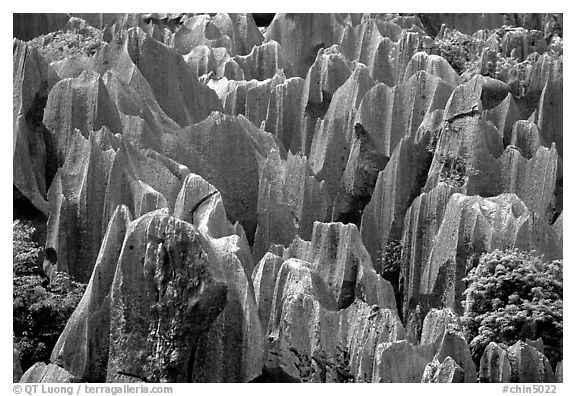 Grey limestone pillars of the Stone Forest. Shilin, Yunnan, China