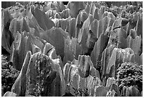 Grey limestone pillars of the Stone Forest. Shilin, Yunnan, China (black and white)