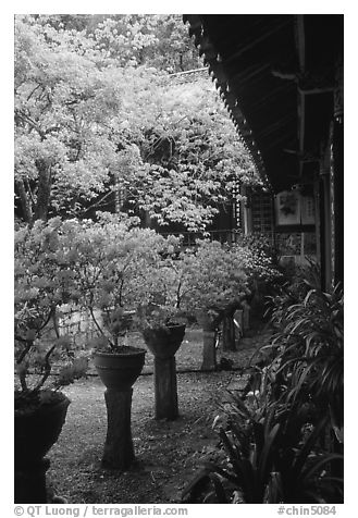 Courtyard of the Wufeng Lou (Five Phoenix Hall) with spring blossoms. Lijiang, Yunnan, China (black and white)