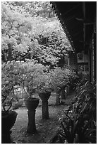 Courtyard of the Wufeng Lou (Five Phoenix Hall) with spring blossoms. Lijiang, Yunnan, China ( black and white)