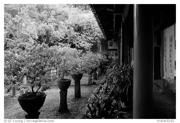 Courtyard of the Wufeng Lou (Five Phoenix Hall) with spring blossoms. Lijiang, Yunnan, China (black and white)