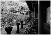 Courtyard of the Wufeng Lou (Five Phoenix Hall) with spring blossoms. Lijiang, Yunnan, China (black and white)