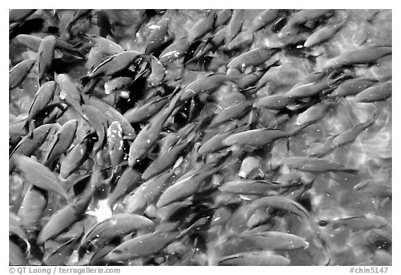 Koi fish in a pond, Black Dragon Pool Park. Lijiang, Yunnan, China