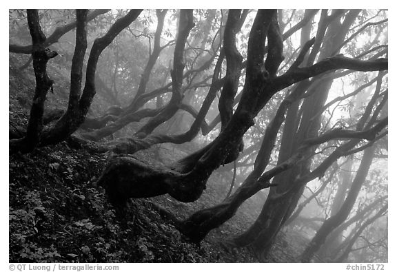 Twisted trees on hillside. Emei Shan, Sichuan, China (black and white)