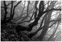 Twisted trees on hillside. Emei Shan, Sichuan, China (black and white)