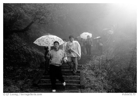 Pilgrims with umbrellas descend some of the tens of thousands of stairs. Emei Shan, Sichuan, China (black and white)