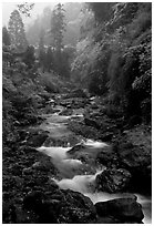 Stream between Qingyin and Hongchunping. Emei Shan, Sichuan, China ( black and white)