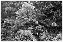 Path and pavillon on steep hillside between Qingyin and Hongchunping. Emei Shan, Sichuan, China (black and white)