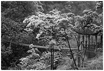 Suspension bridge between Qingyin and Hongchunping. Emei Shan, Sichuan, China (black and white)