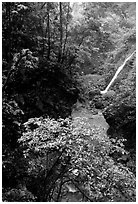 Waterfall between Qingyin and Hongchunping. Emei Shan, Sichuan, China ( black and white)