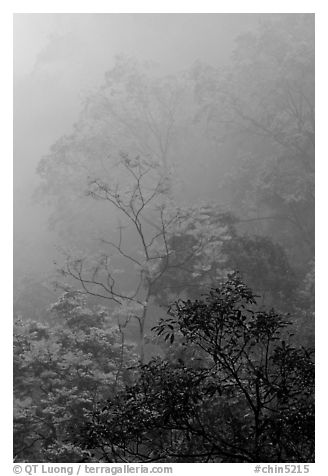 Trees in fog between Qingyin and Hongchunping. Emei Shan, Sichuan, China (black and white)